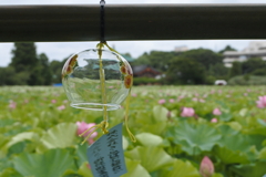 うえの夏まつり 風鈴。