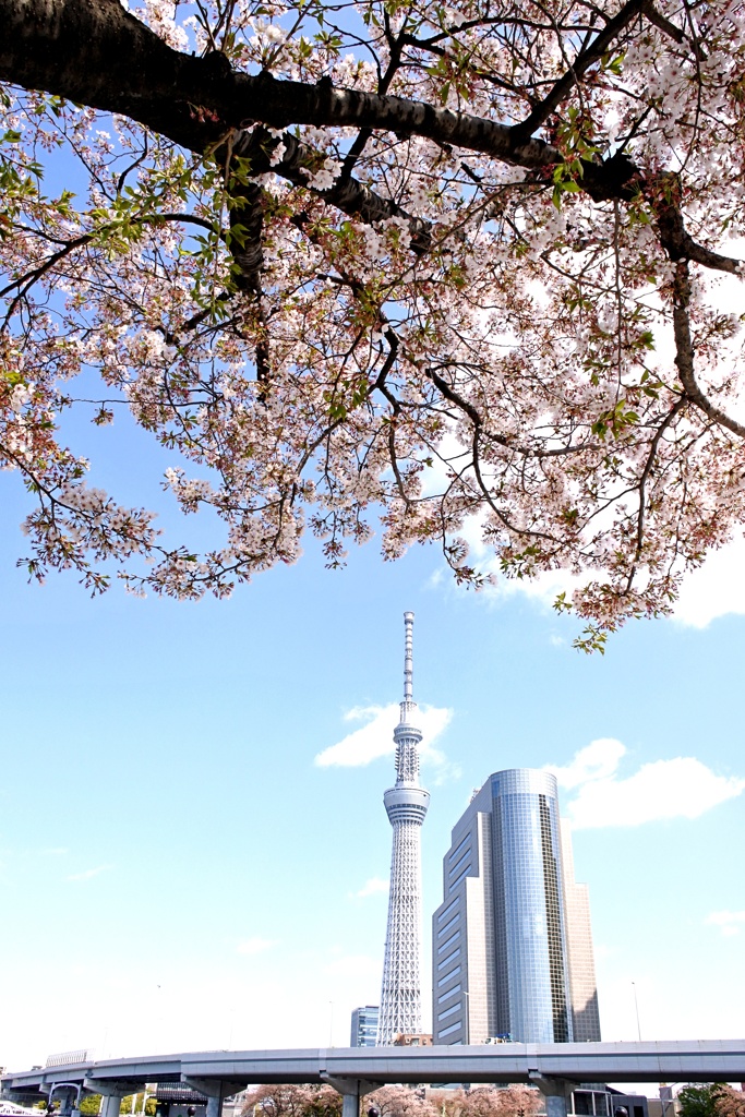 東京スカイツリー。