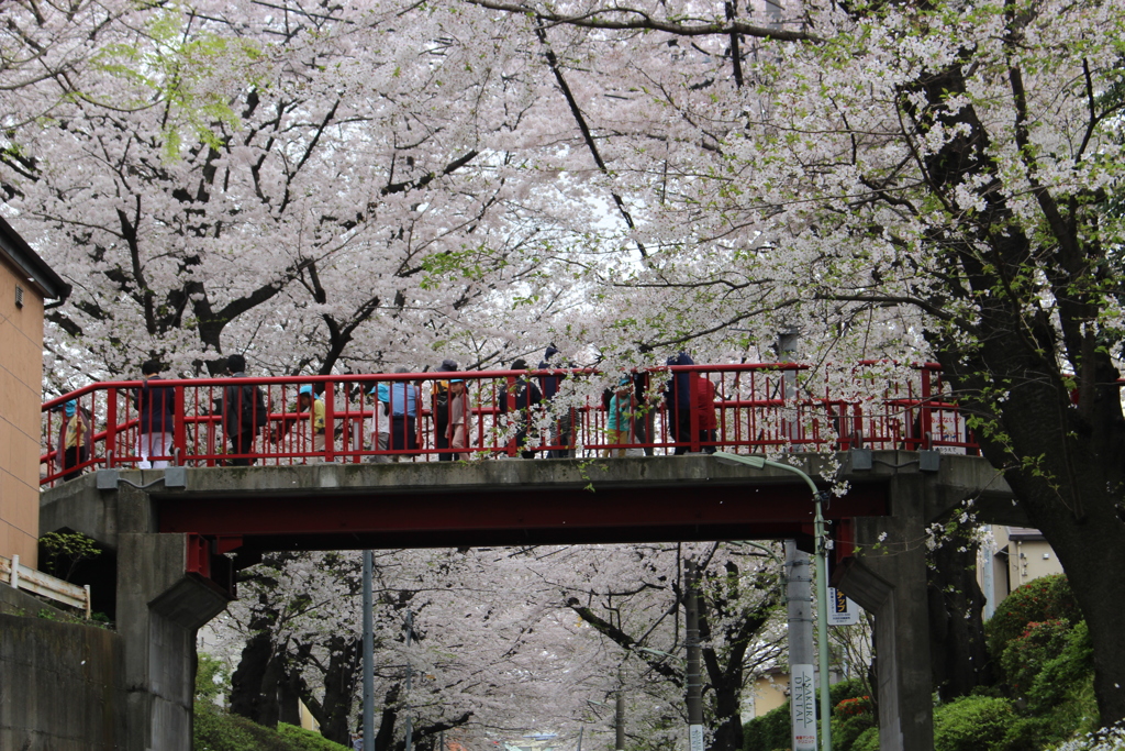 桜橋。