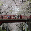 桜橋。