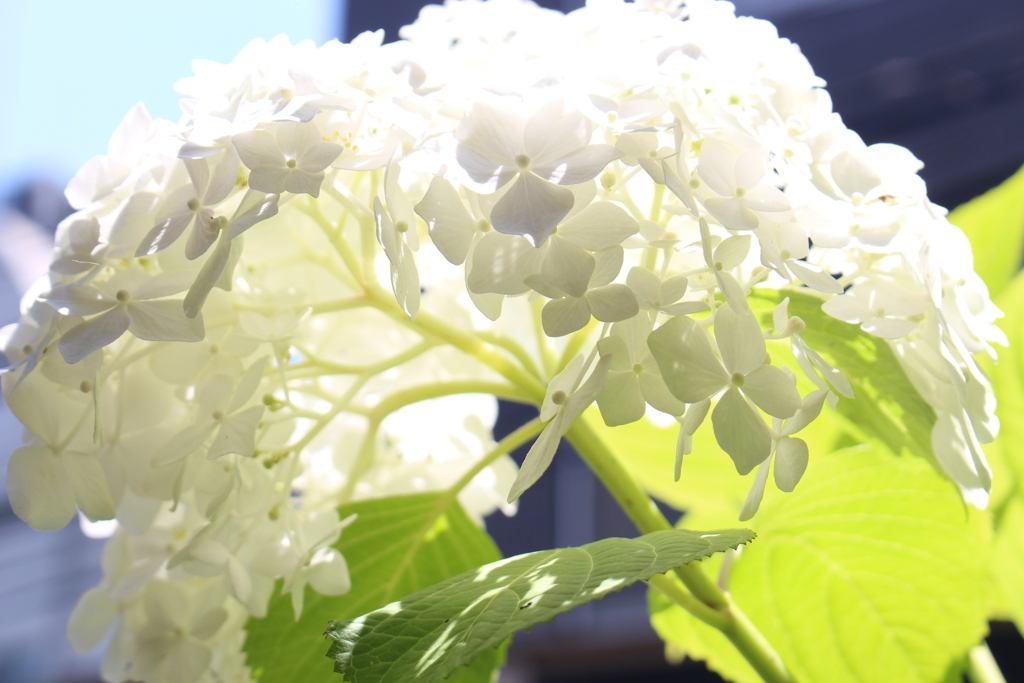 神楽坂の蕎麦屋軒先にて。