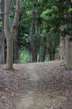 習志野の森。