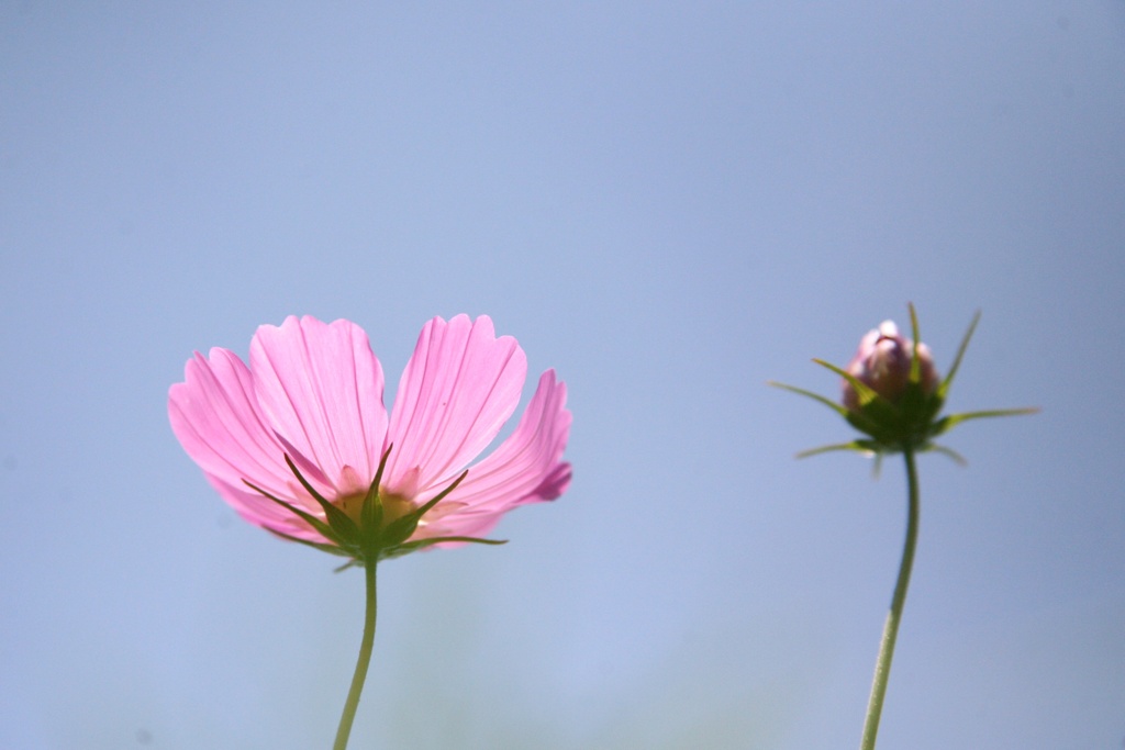 6月の秋桜。