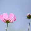 6月の秋桜。