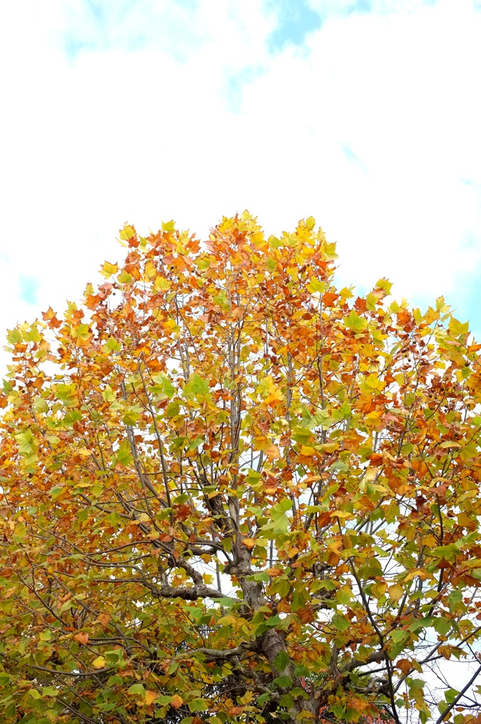  スズカケノキ。