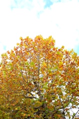  スズカケノキ。