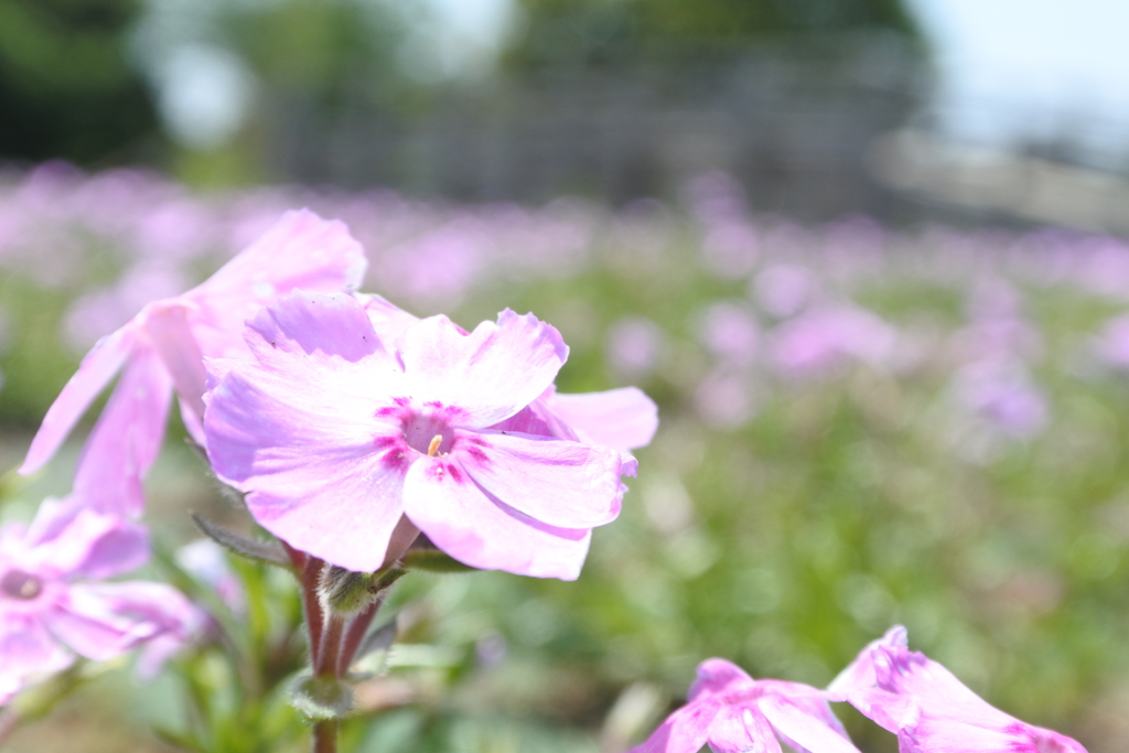 少し残ってた芝桜。