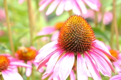 紫馬簾菊（ムラサキバレンギク）。
