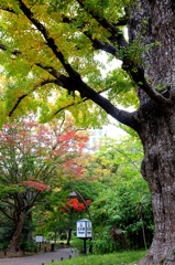 首かけイチョウ。