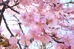 桜色。