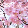 桜色。