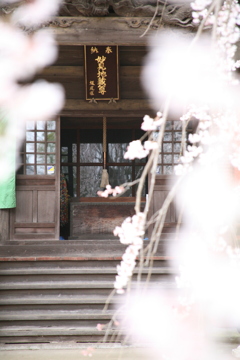 栄福寺 しだれ桜。