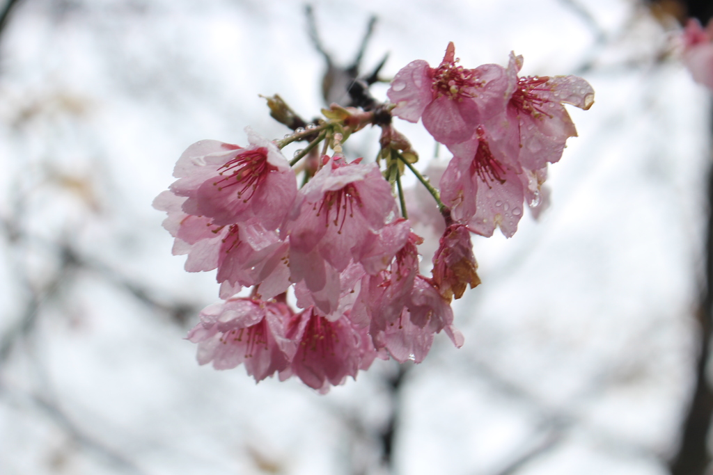 催花雨（さいかう）。