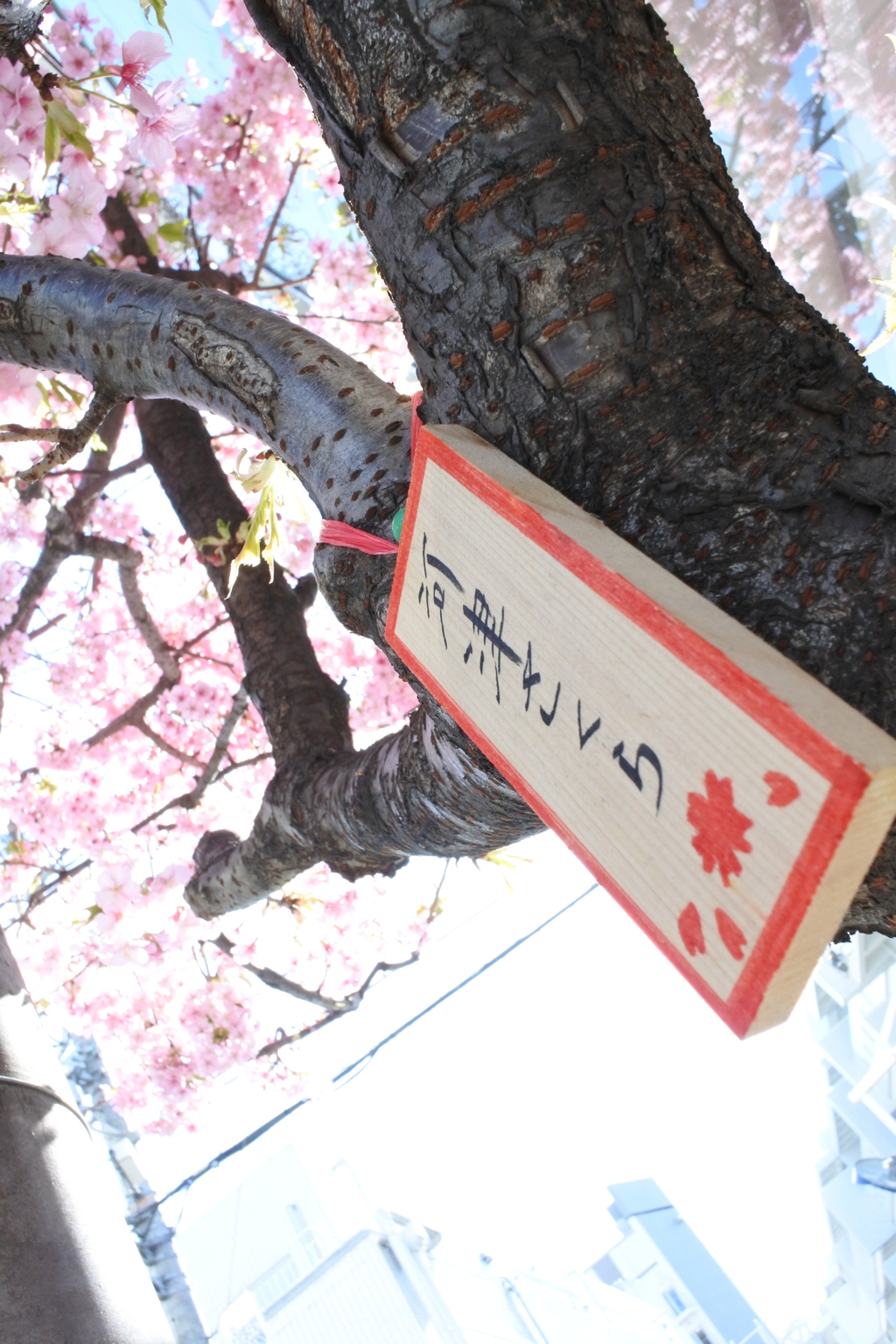 連投失礼＾＾； 河津さくらが綺麗なもので。。。