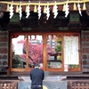 寒緋桜参拝。