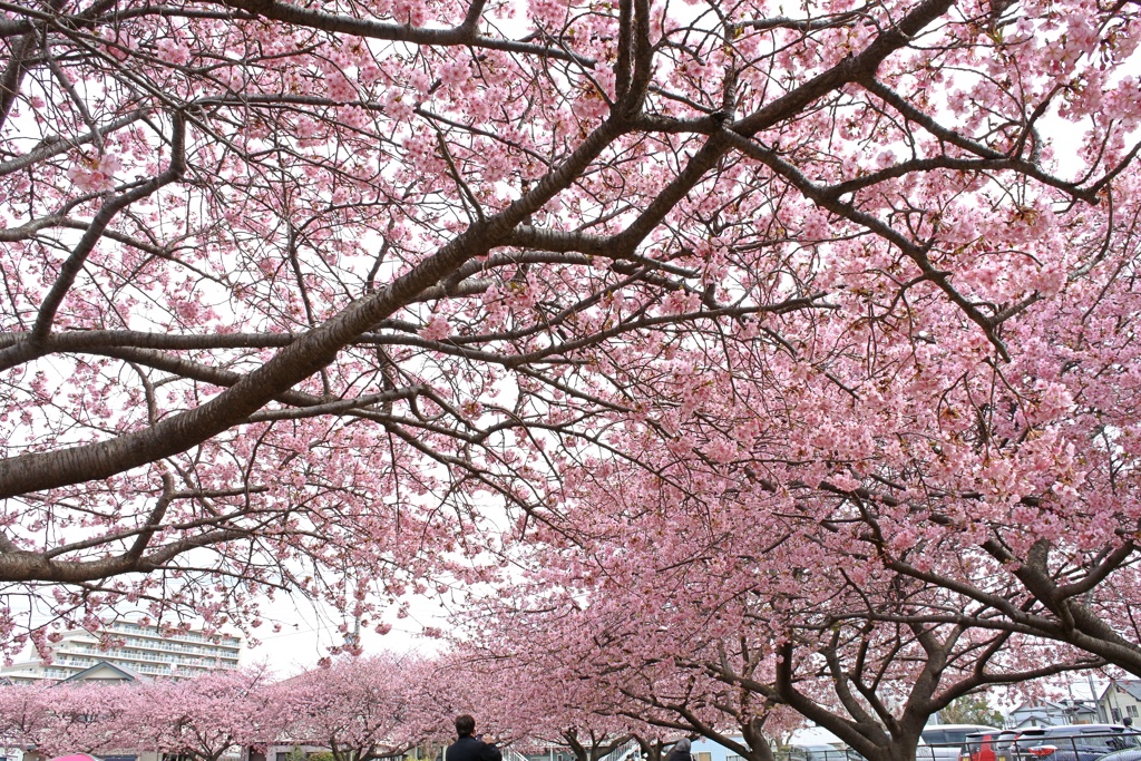 桜の回廊。