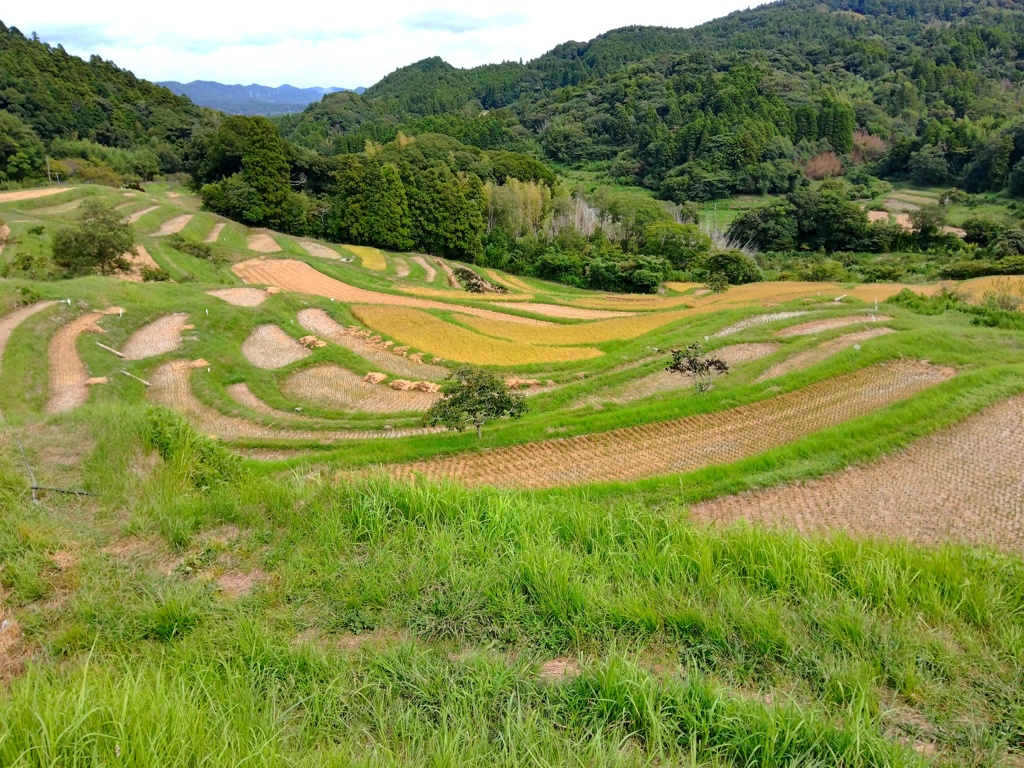 棚田。