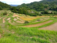 棚田。