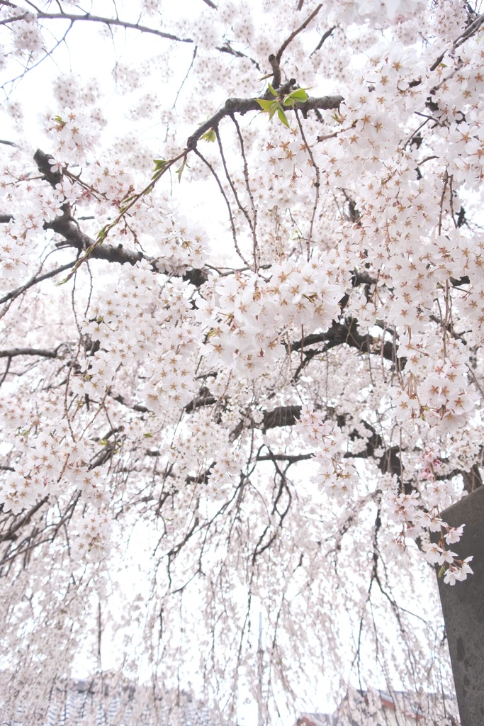 谷中 長明寺 しだれ桜。