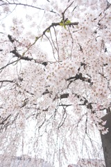 谷中 長明寺 しだれ桜。