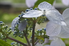 雨の紫陽花。