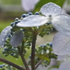 雨の紫陽花。