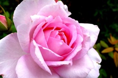 秋薔薇。