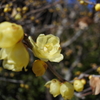 千葉の蝋梅 Nikon1で撮ってみた。
