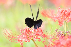 Papilio protenor。