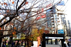 初冬、数寄屋橋。