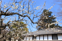旧吉田家新倉と梅。