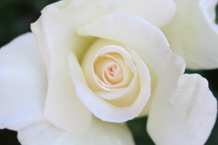 薔薇が咲いた。