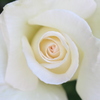 薔薇が咲いた。