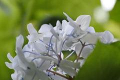 白紫陽花の不思議な色。