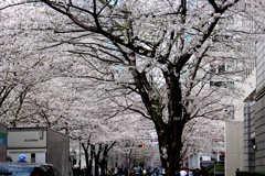 江戸桜通り。