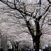 江戸桜通り。