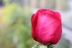 冬薔薇。