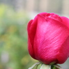 冬薔薇。