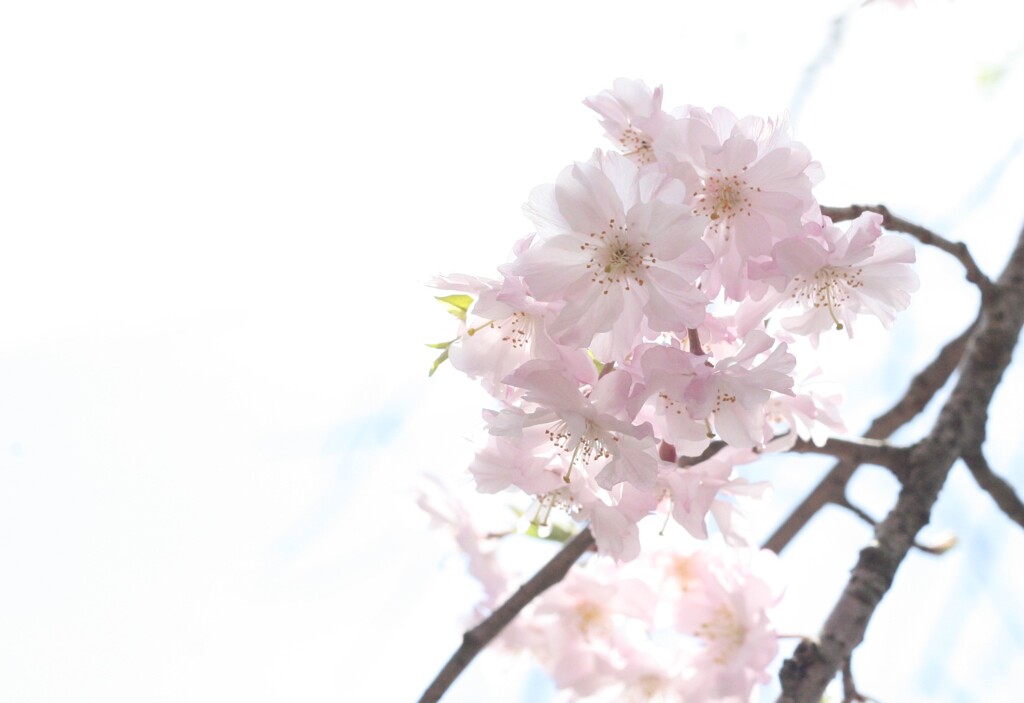 千葉公園 しだれ桜。