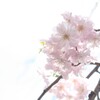 千葉公園 しだれ桜。