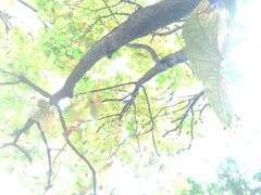 木陰。