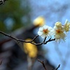 愛宕神社 将軍梅。