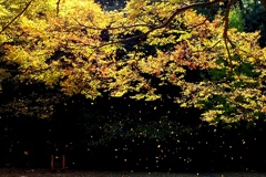 枯葉シャワー。