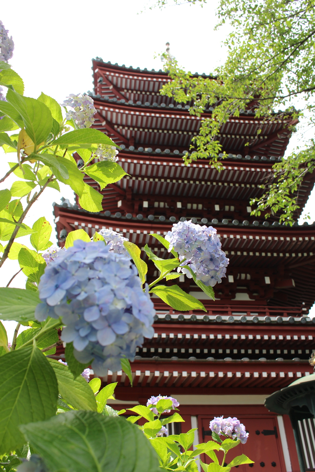 本土寺五重塔。
