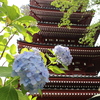 本土寺五重塔。