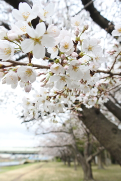 旧中川の桜並木。