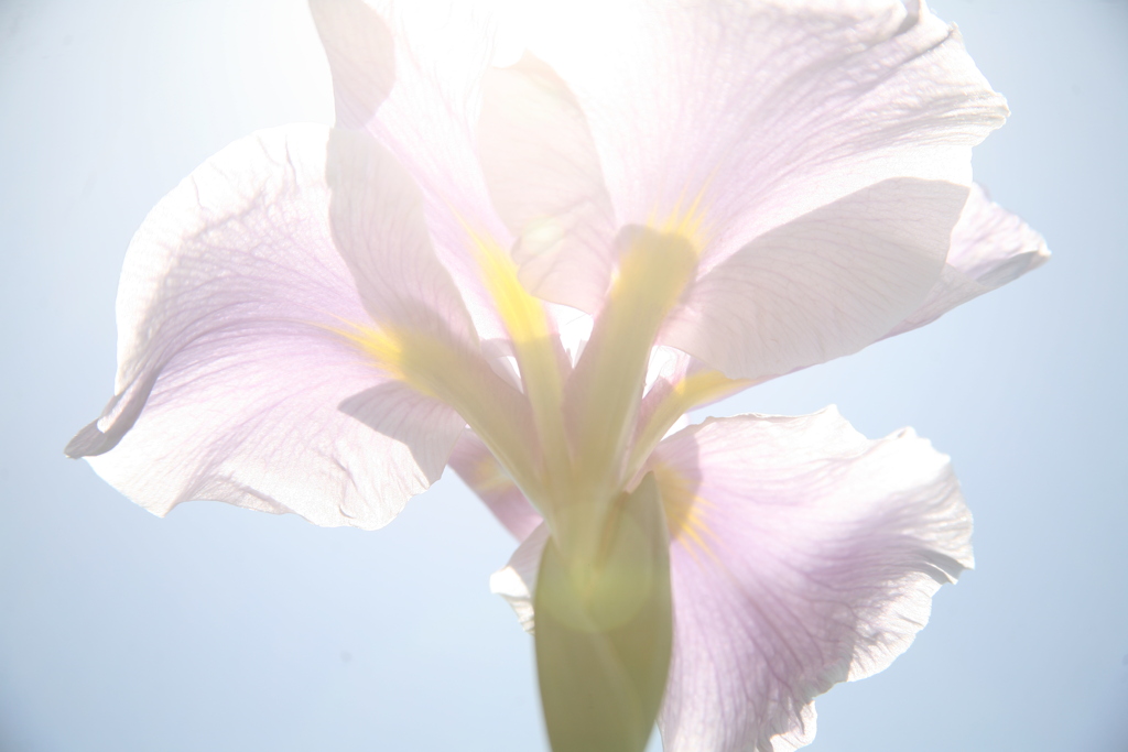 夏日。