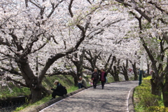 桜並木。
