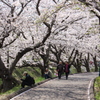 桜並木。