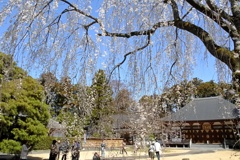 栄福寺 坂尾の桜。